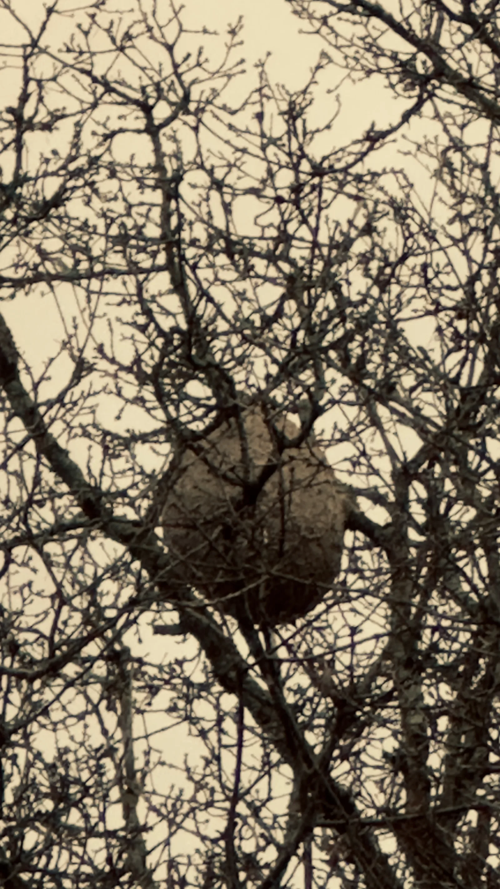 Nid signalé à Nantes