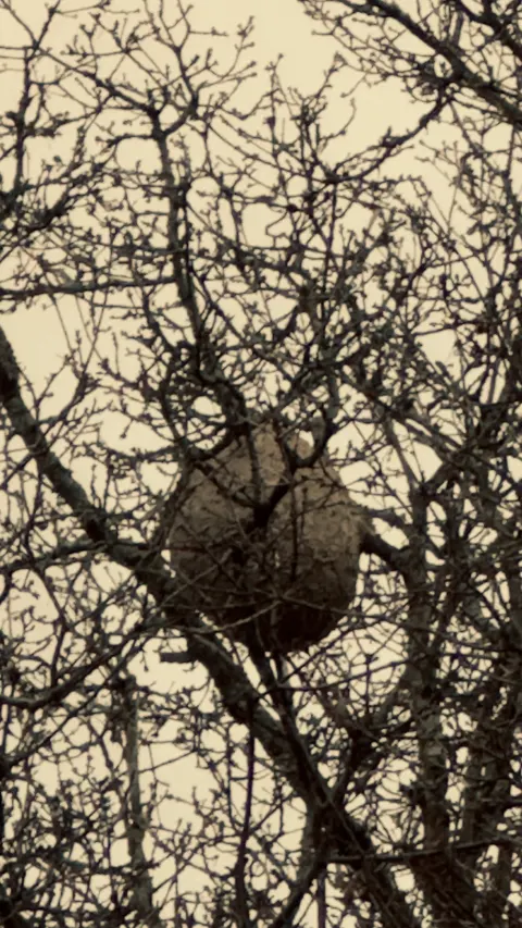 Nid de frelon asiatique à Nantes — Confirmé