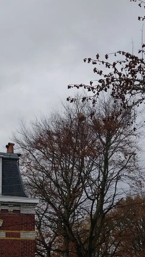 Nid de frelon asiatique à Mons-en-Barœul (59) — Confirmé