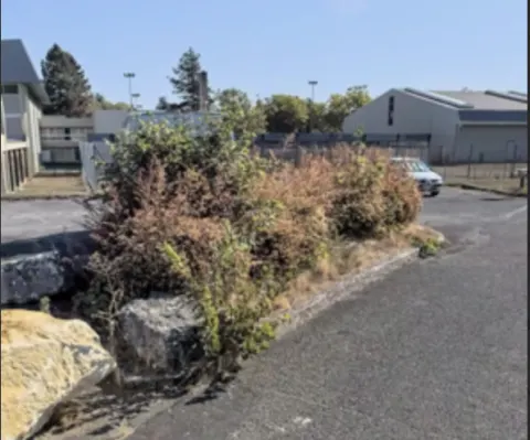 Nid de frelon asiatique à Châtellerault (86) — Neutralisé