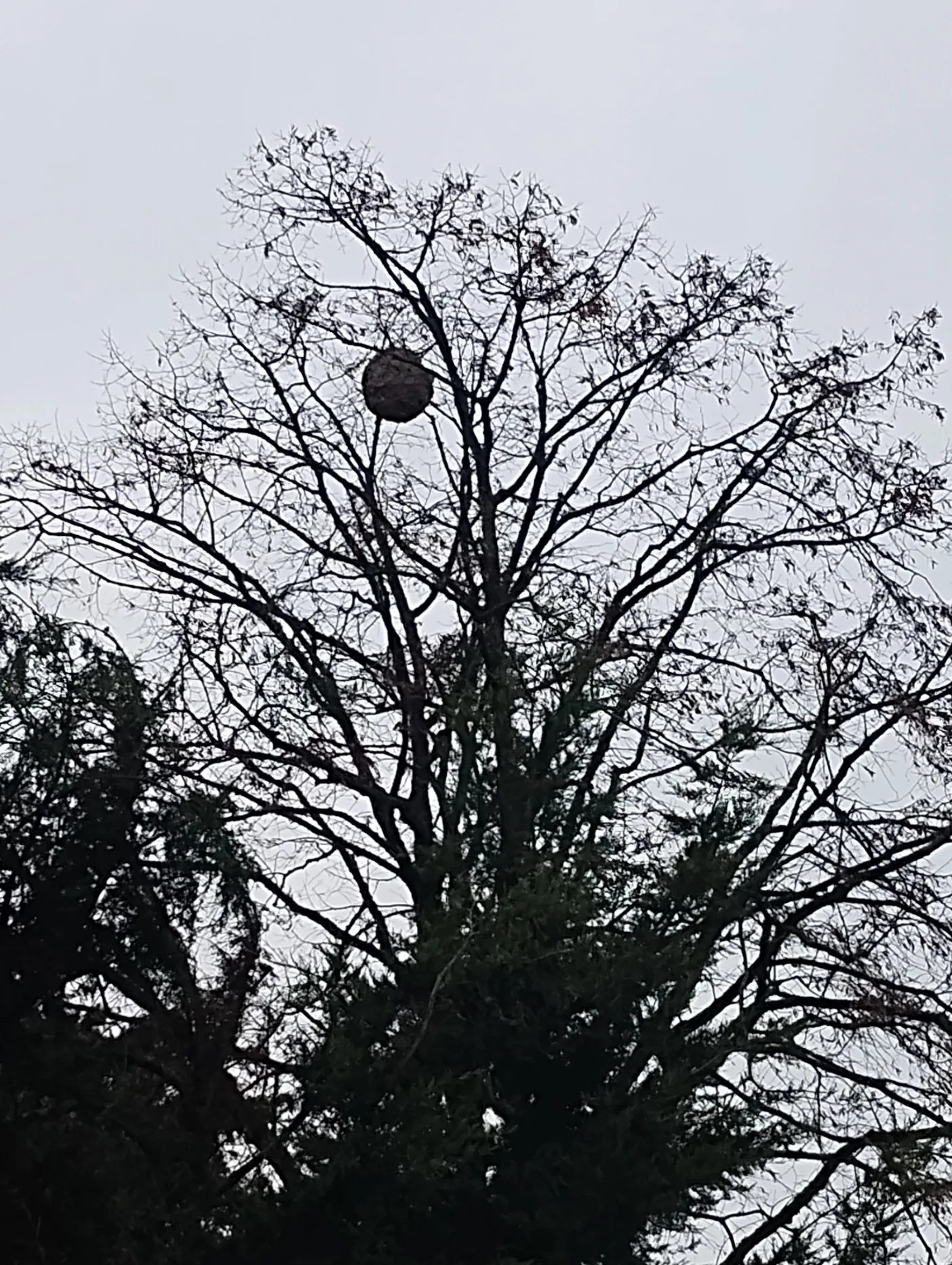 Nid signalé à Port-Saint-Père