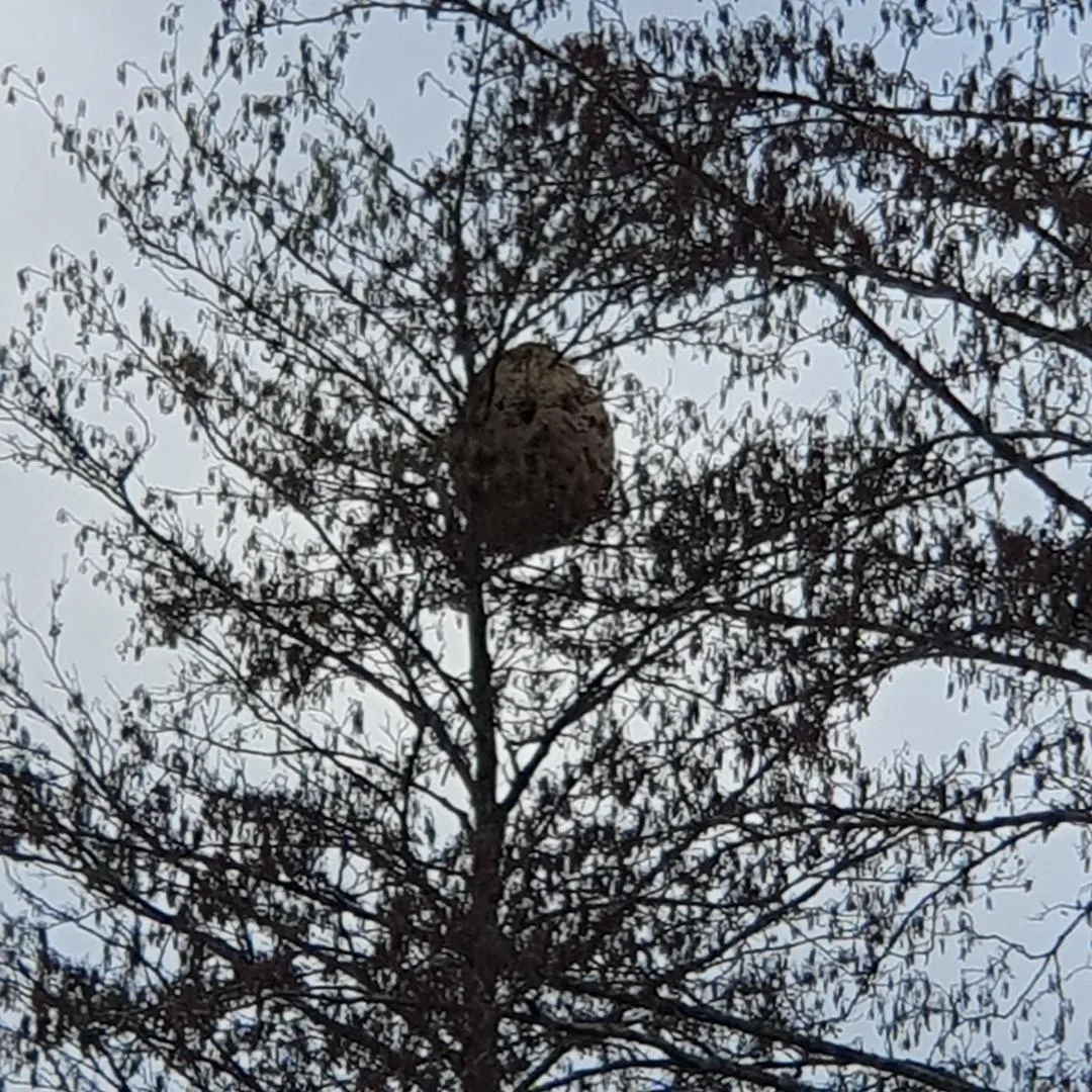 Photo du nid de frelon asiatique signalé à Montlignon