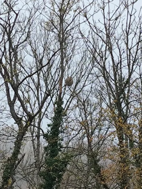 Photo du signalement #762