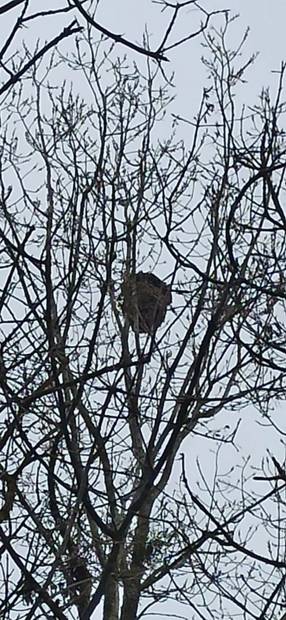 Photo du nid de frelon asiatique signalé à Chasseneuil-du-Poitou