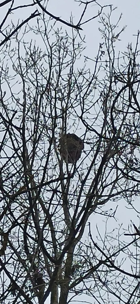 Nid de frelon asiatique à Chasseneuil-du-Poitou (86) — Confirmé