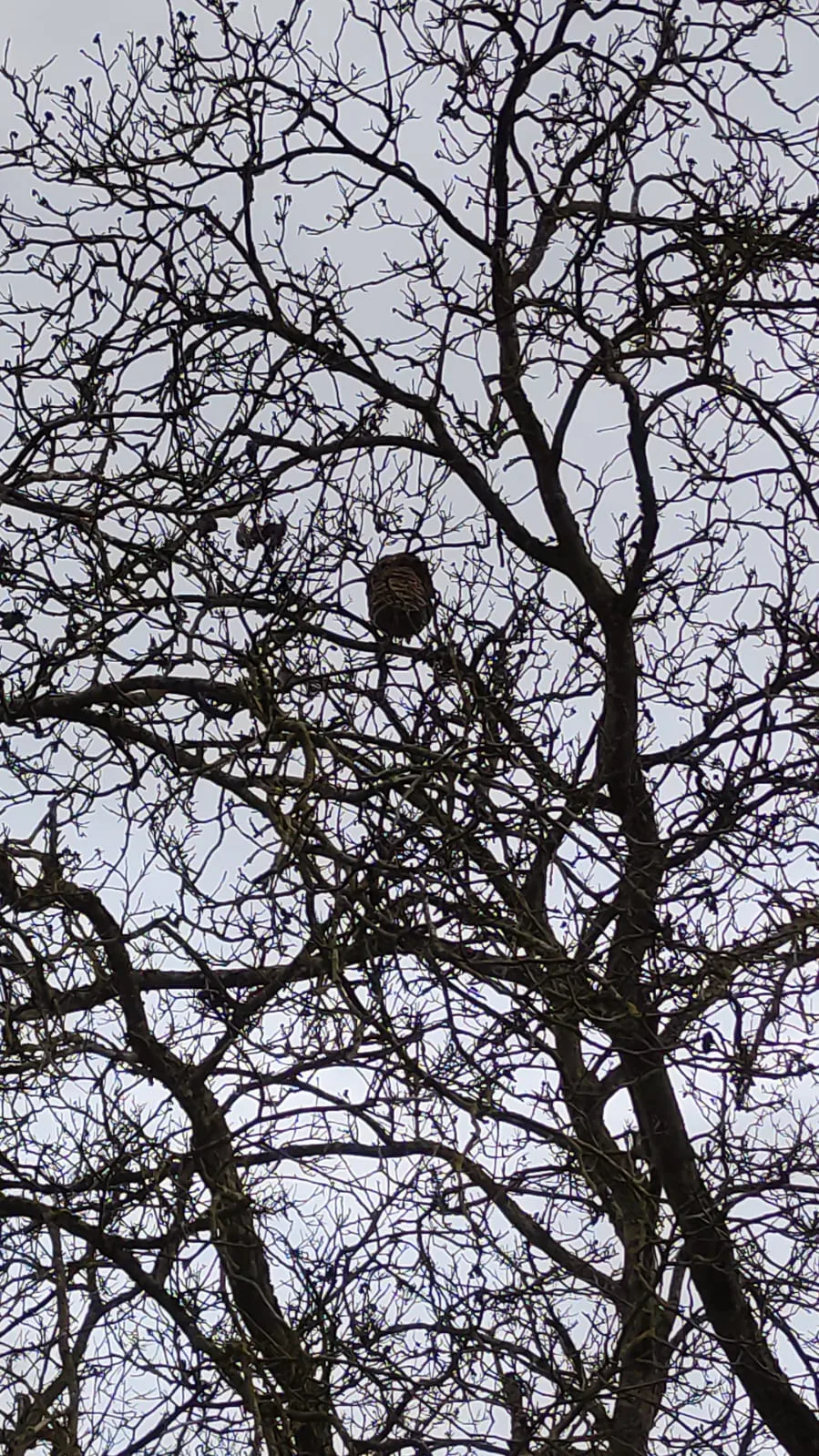 Photo du nid de frelon asiatique signalé à Châtellerault