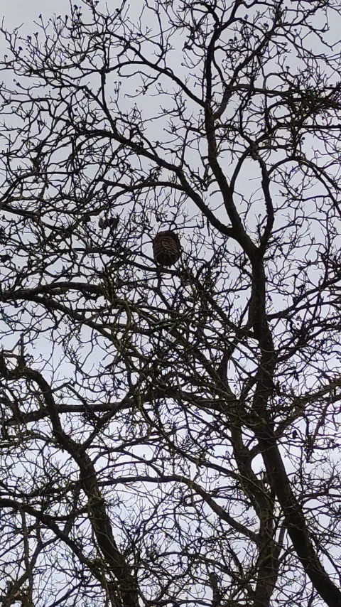 Nid de frelon asiatique à Naintré (86) — Confirmé