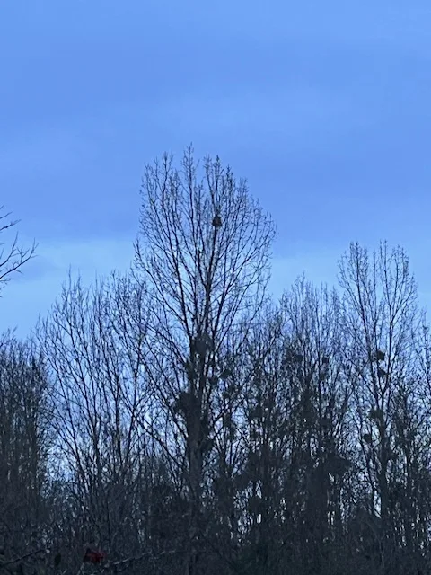 Photo du nid de frelon asiatique signalé à Beaumont Saint-Cyr