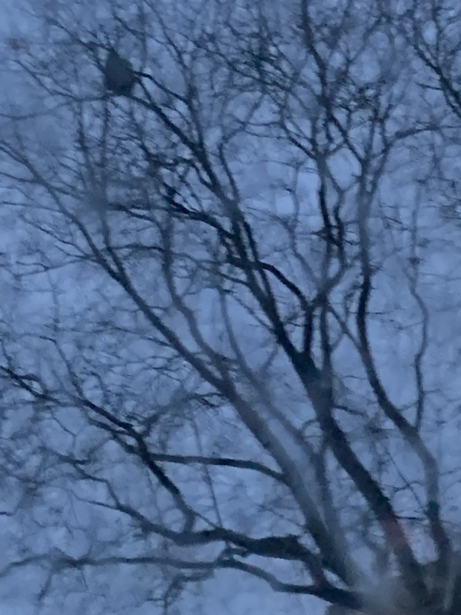 Photo du signalement #767