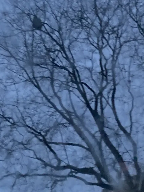 Photo du signalement #767