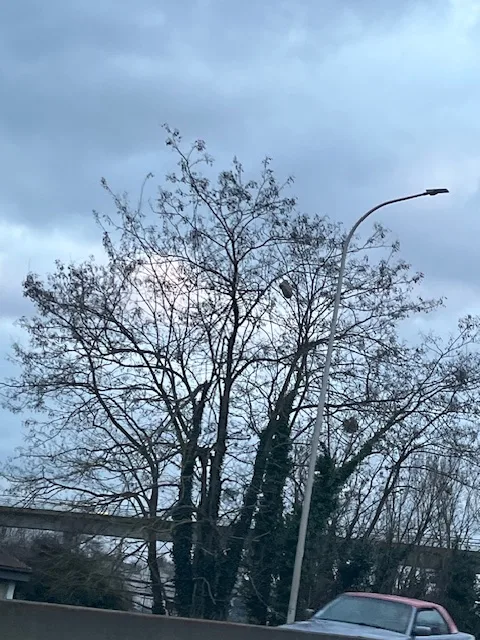 Photo du nid de frelon asiatique signalé à Chasseneuil-du-Poitou