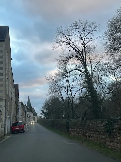 Nid de frelon asiatique à Dissay (86) — Confirmé