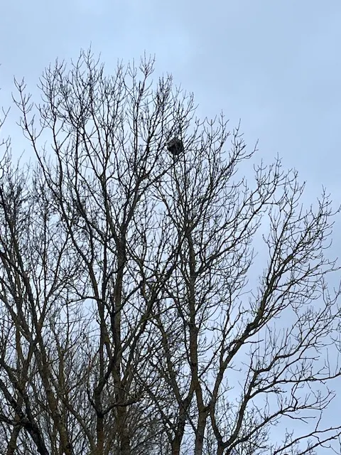 Nid de frelon asiatique à Beaumont Saint-Cyr (86) — Confirmé