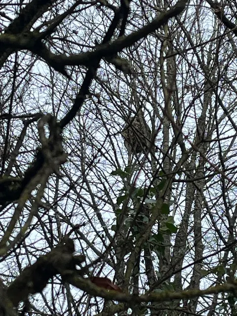 Nid de frelon asiatique à Beaumont Saint-Cyr (86) — Confirmé