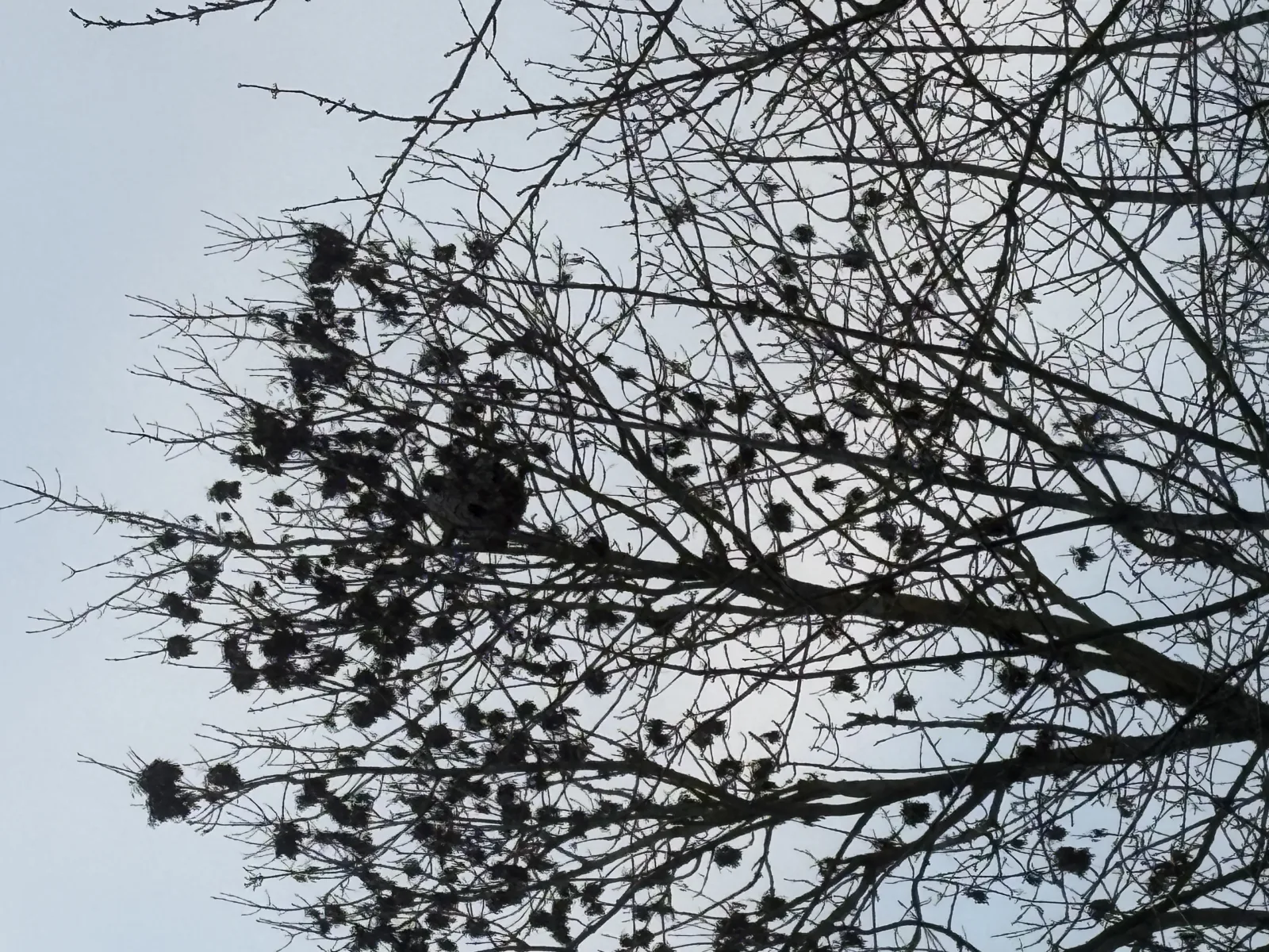 Photo du nid de frelon asiatique signalé à Saint-Pierre-en-Val