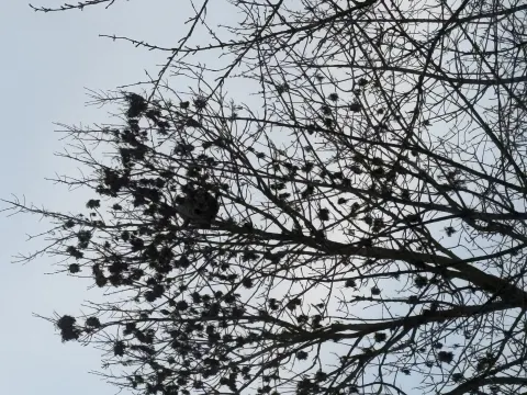 Nid de frelon asiatique à Saint-Pierre-en-Val (76) — Confirmé