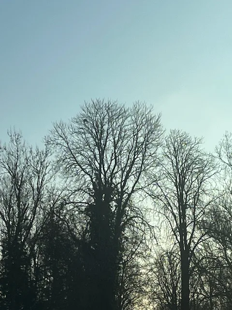 Photo du nid de frelon asiatique signalé à Saint-Georges-lès-Baillargeaux