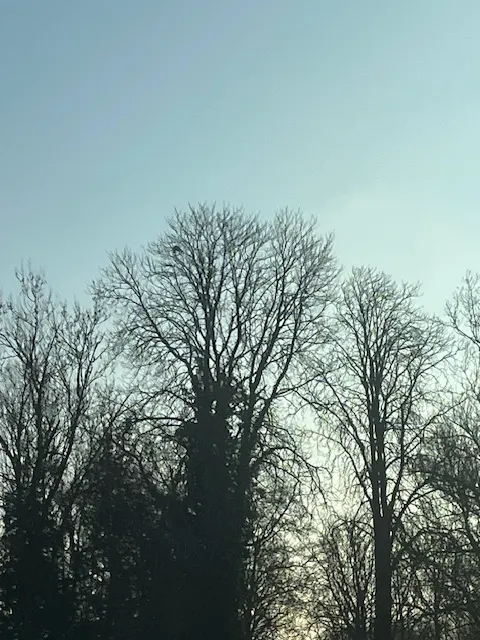 Nid de frelon asiatique à Saint-Georges-lès-Baillargeaux (86) — Confirmé