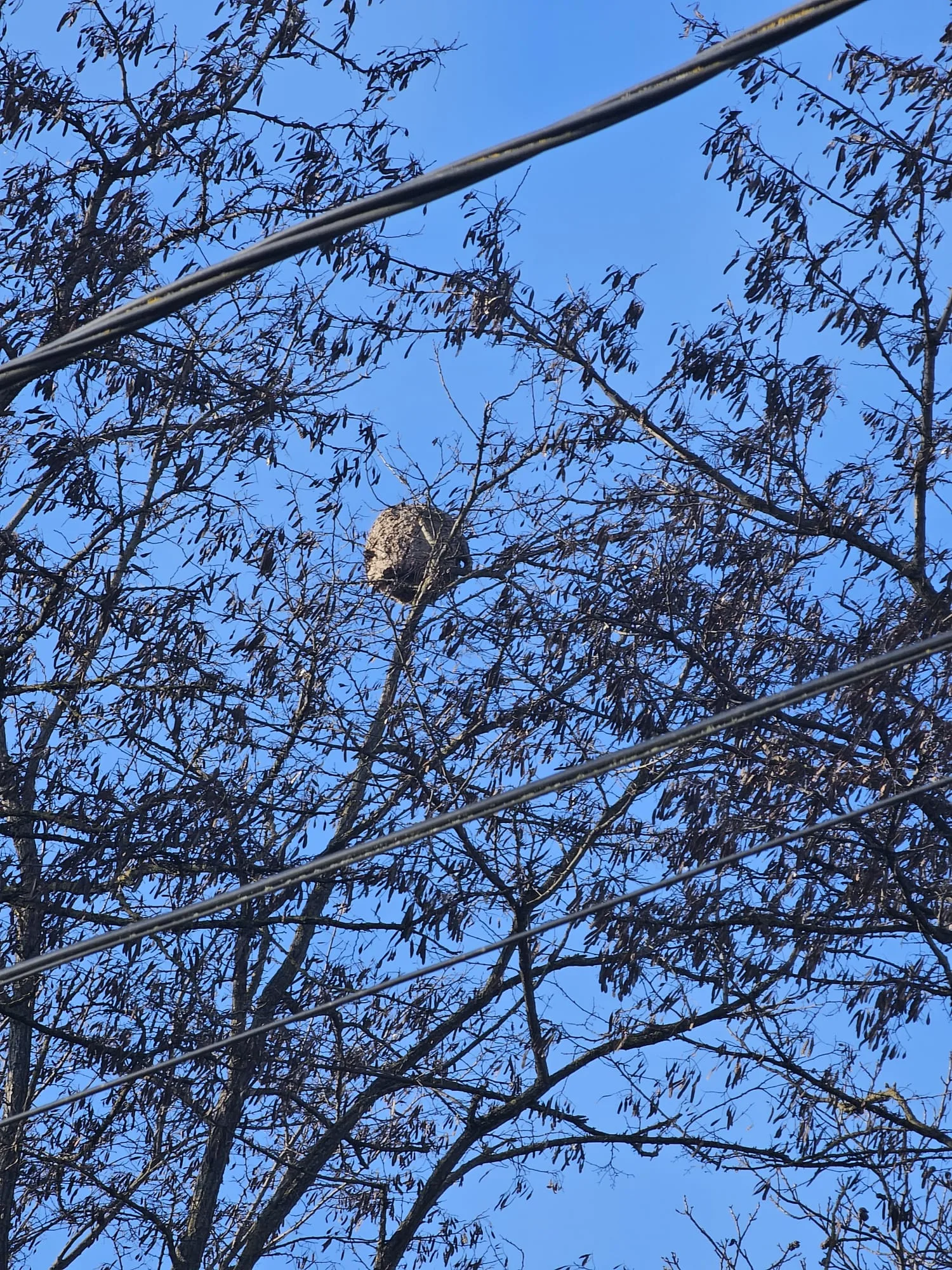 Photo du nid de frelon asiatique signalé à Ittenheim