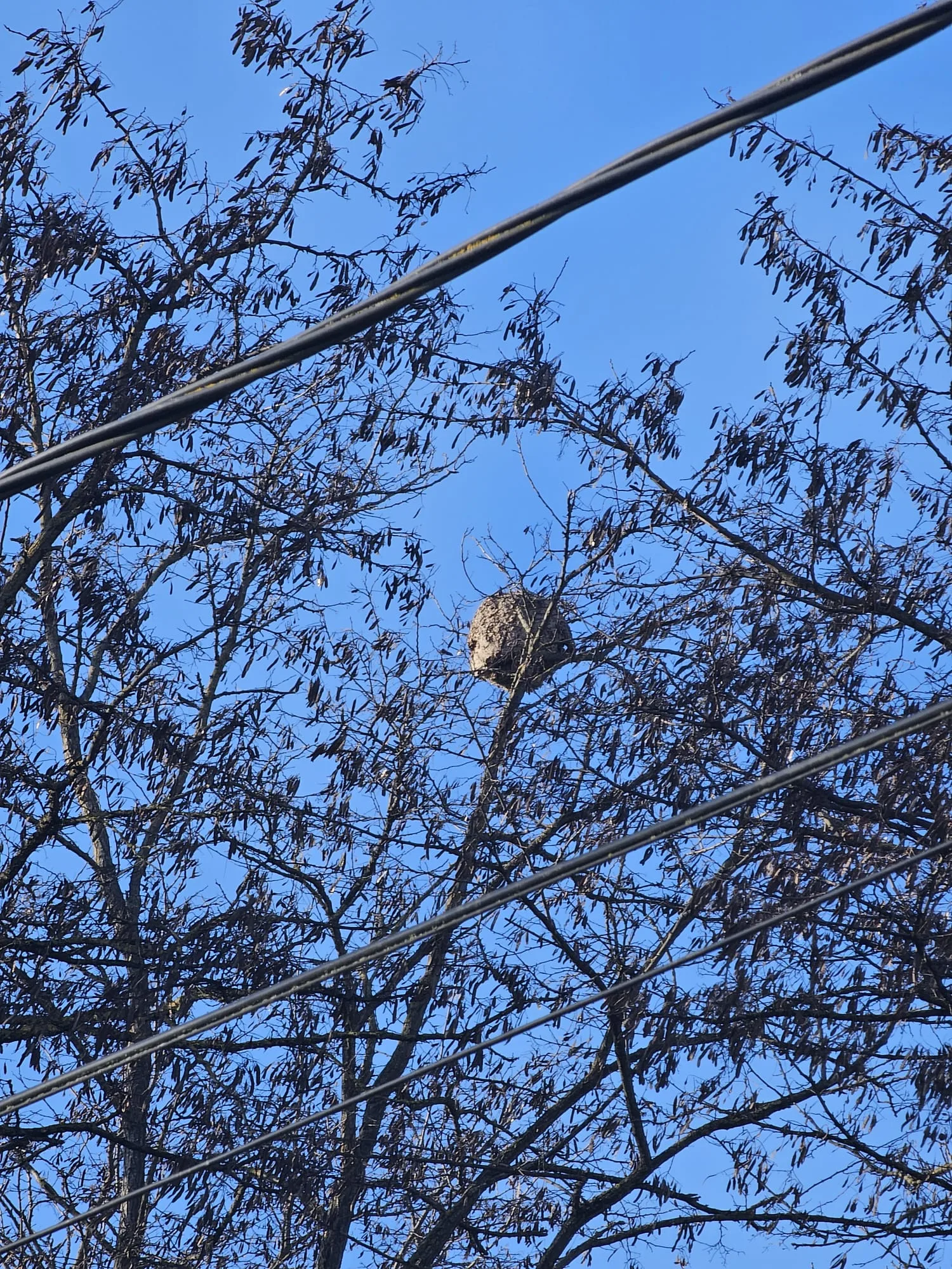 Photo du nid de frelon asiatique signalé à Ittenheim