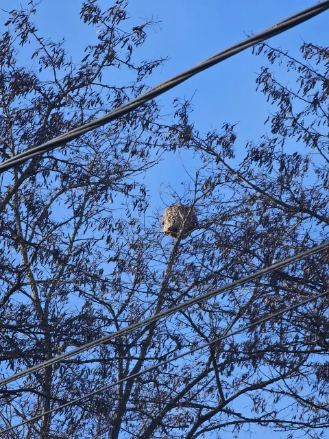Nid de frelon asiatique à Ittenheim (67) — Confirmé