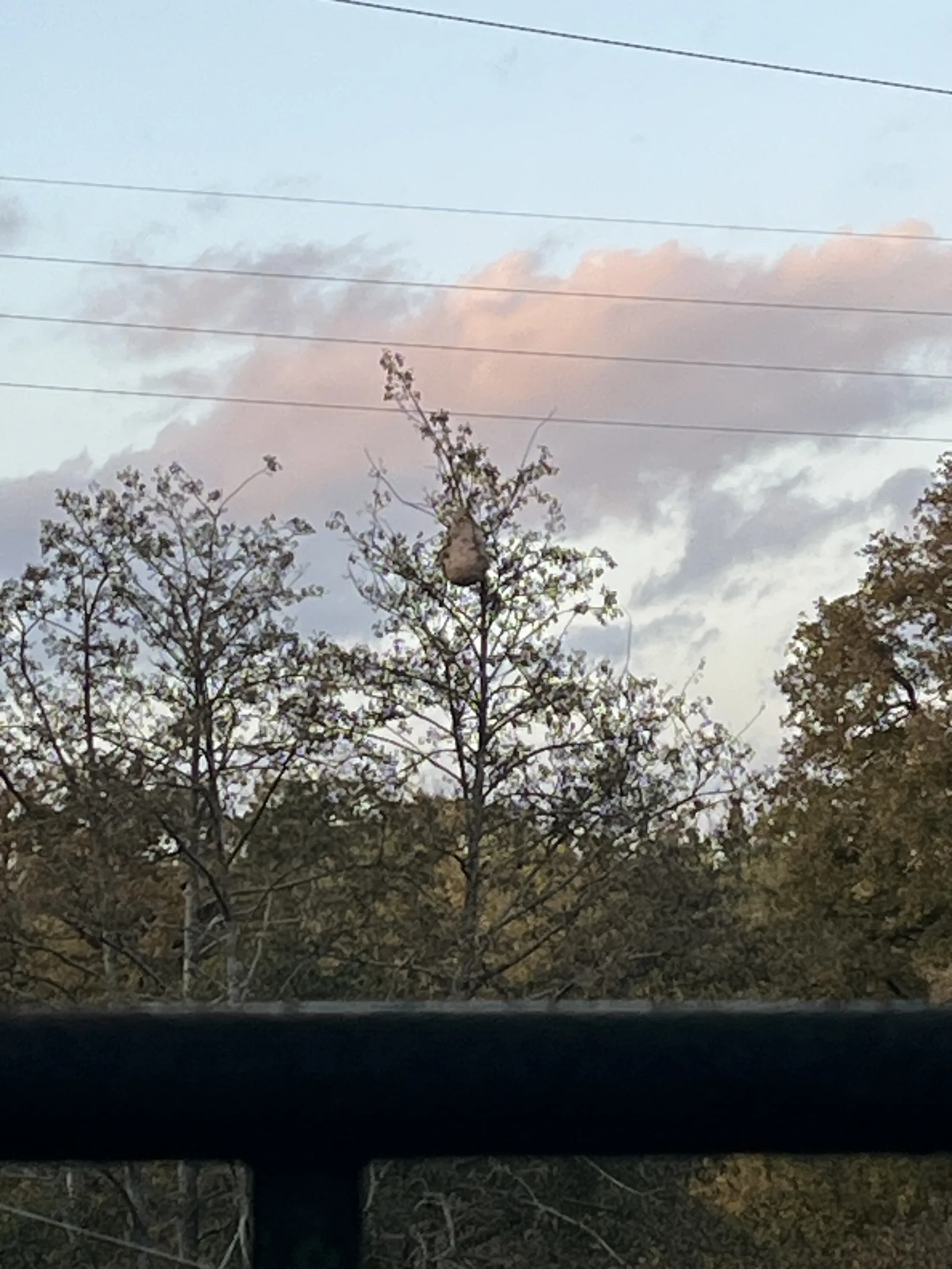 Photo du nid de frelon asiatique signalé à Sainte-Suzanne-et-Chammes