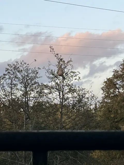 Nid de frelon asiatique à Sainte-Suzanne-et-Chammes (53) — Confirmé