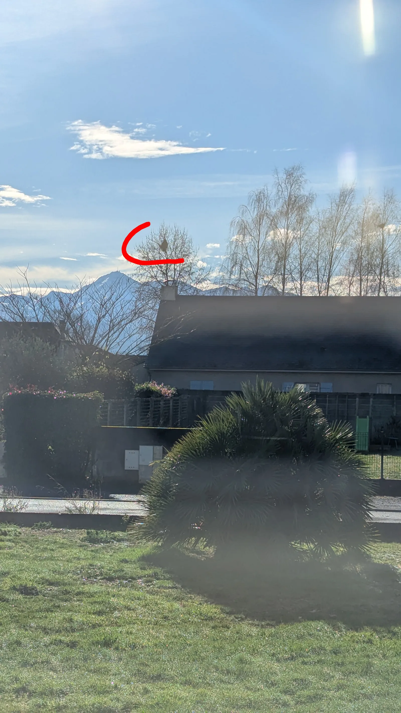 Photo du nid de frelon asiatique signalé à Bernac-Debat