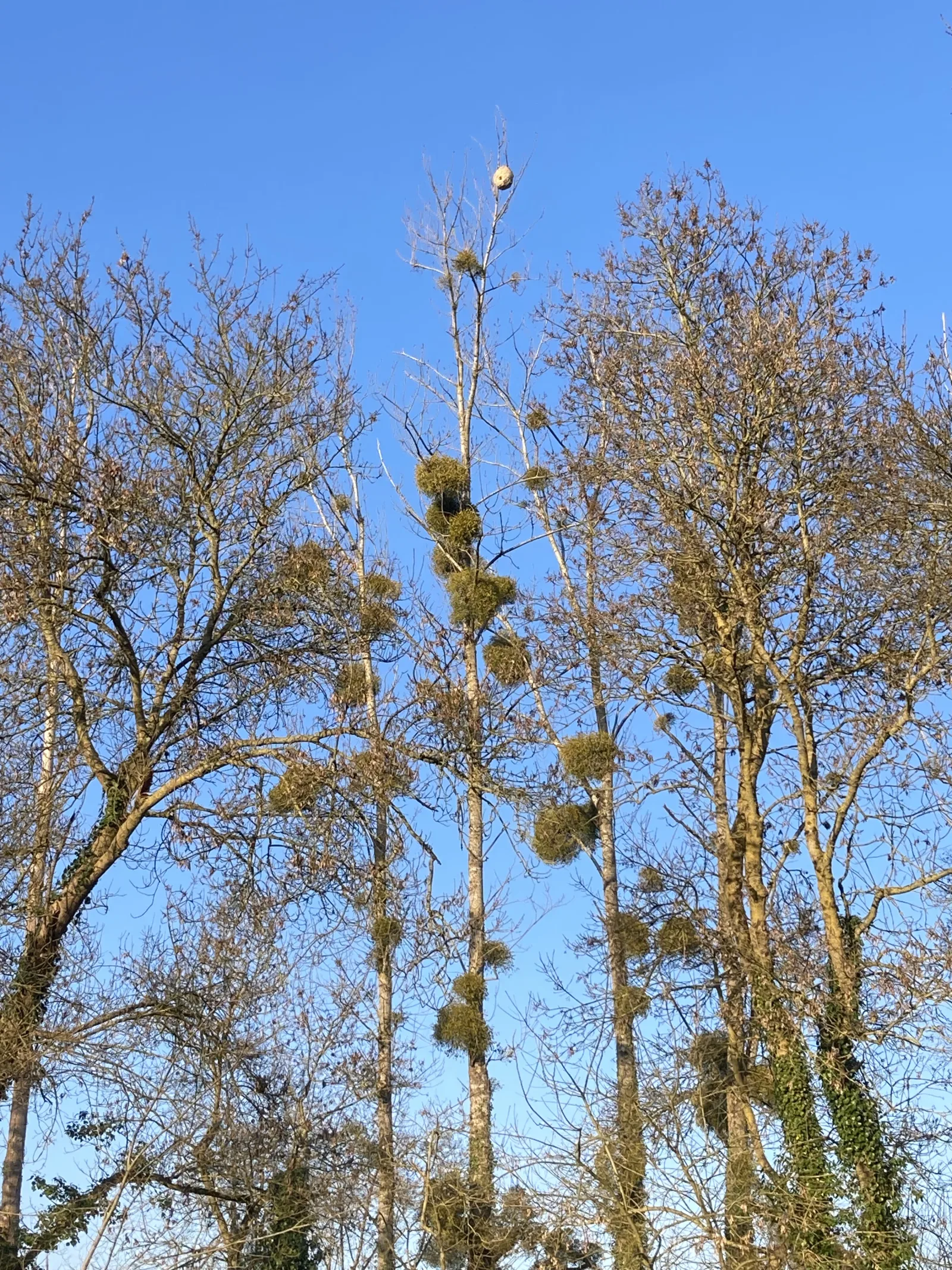 Photo du nid de frelon asiatique signalé à Orée d'Anjou