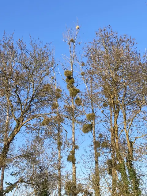 Nid de frelon asiatique à Orée d'Anjou — Confirmé