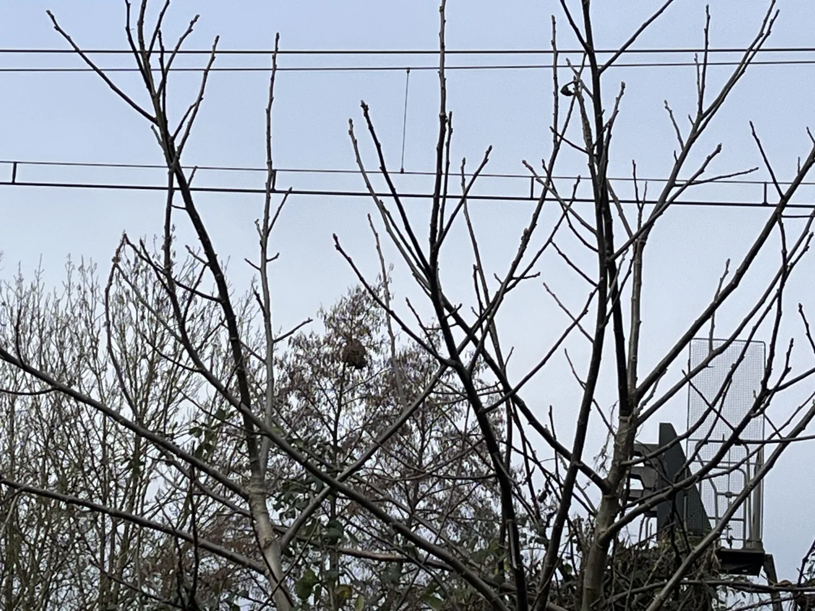 Photo du nid de frelon asiatique signalé à Poitiers