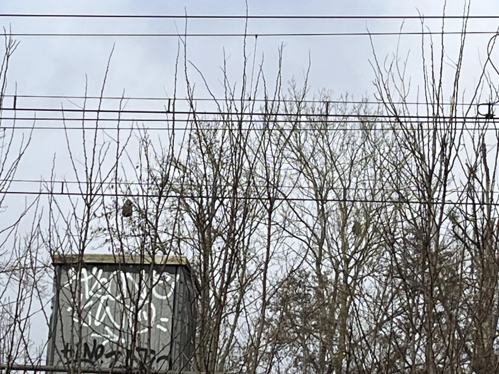 Photo du signalement #789