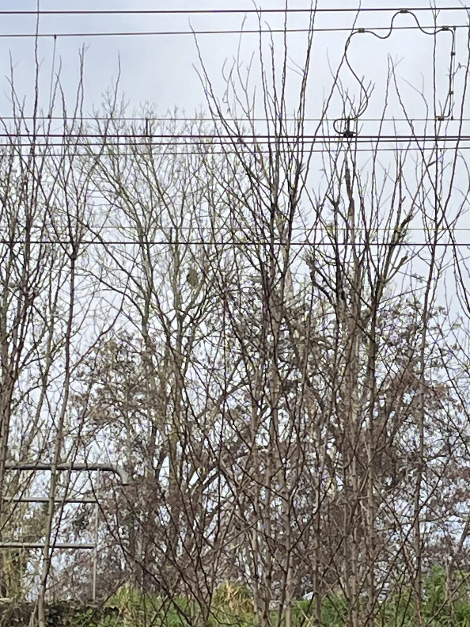 Photo du nid de frelon asiatique signalé à Buxerolles