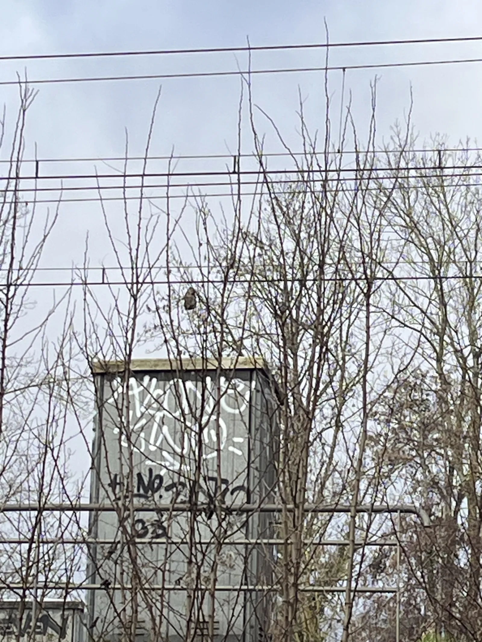 Photo du nid de frelon asiatique signalé à Buxerolles