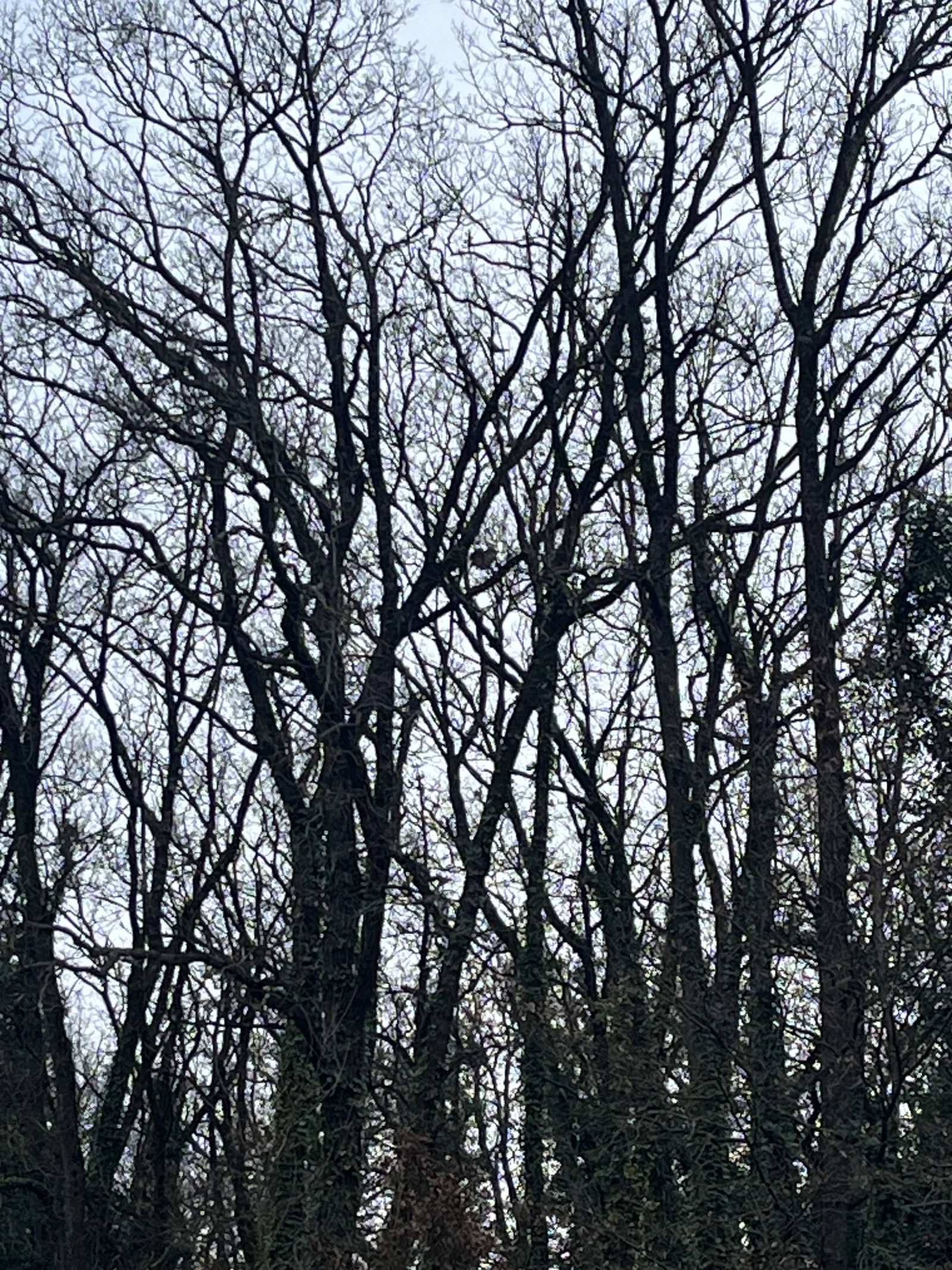 Photo du nid de frelon asiatique signalé à Buxerolles