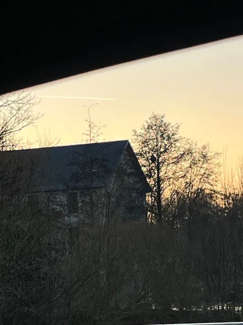 Nid de frelon asiatique à Beaumont Saint-Cyr (86) — Confirmé