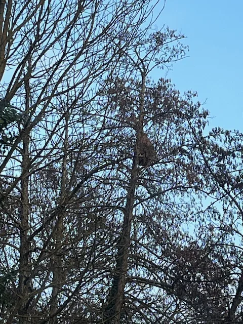 Photo du nid de frelon asiatique signalé à Poitiers