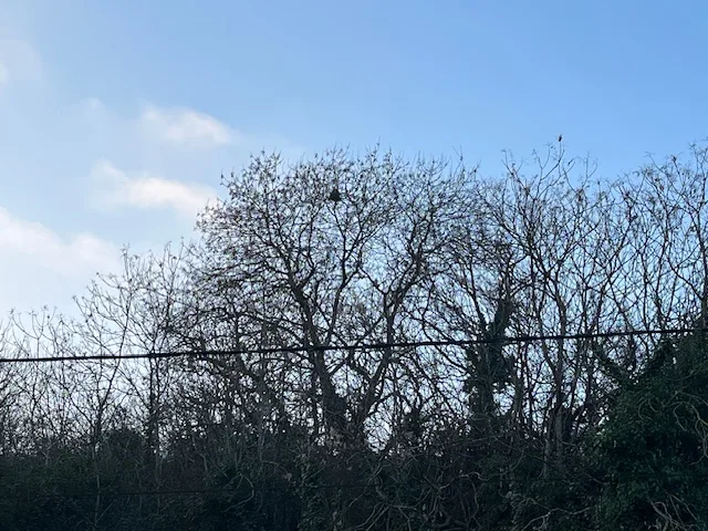 Photo du nid de frelon asiatique signalé à Poitiers