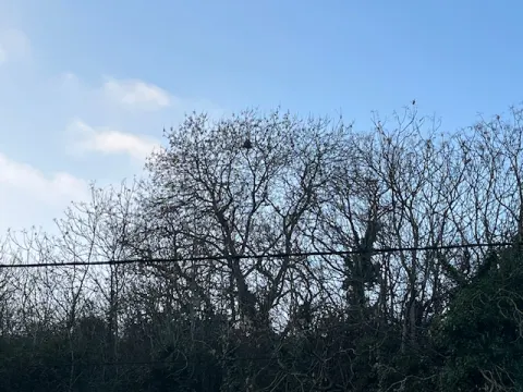 Nid de frelon asiatique à Poitiers (86) — Confirmé