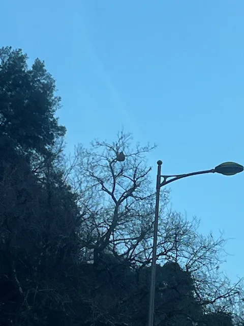 Photo du nid de frelon asiatique signalé à Poitiers