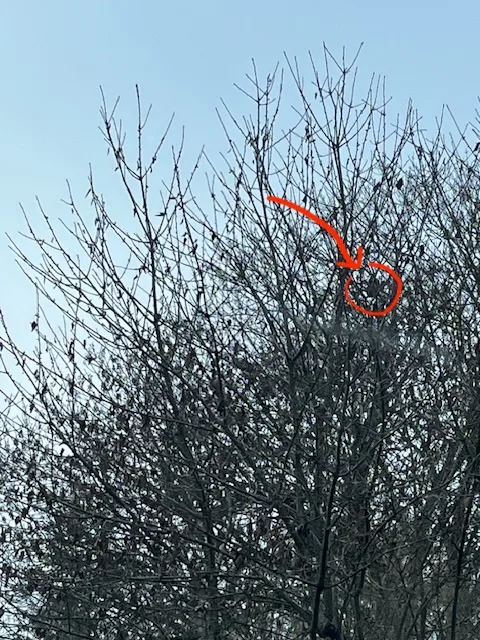 Photo du nid de frelon asiatique signalé à Buxerolles