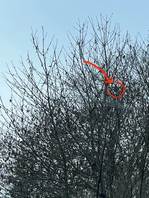 Nid de frelon asiatique à Buxerolles (86) — Confirmé