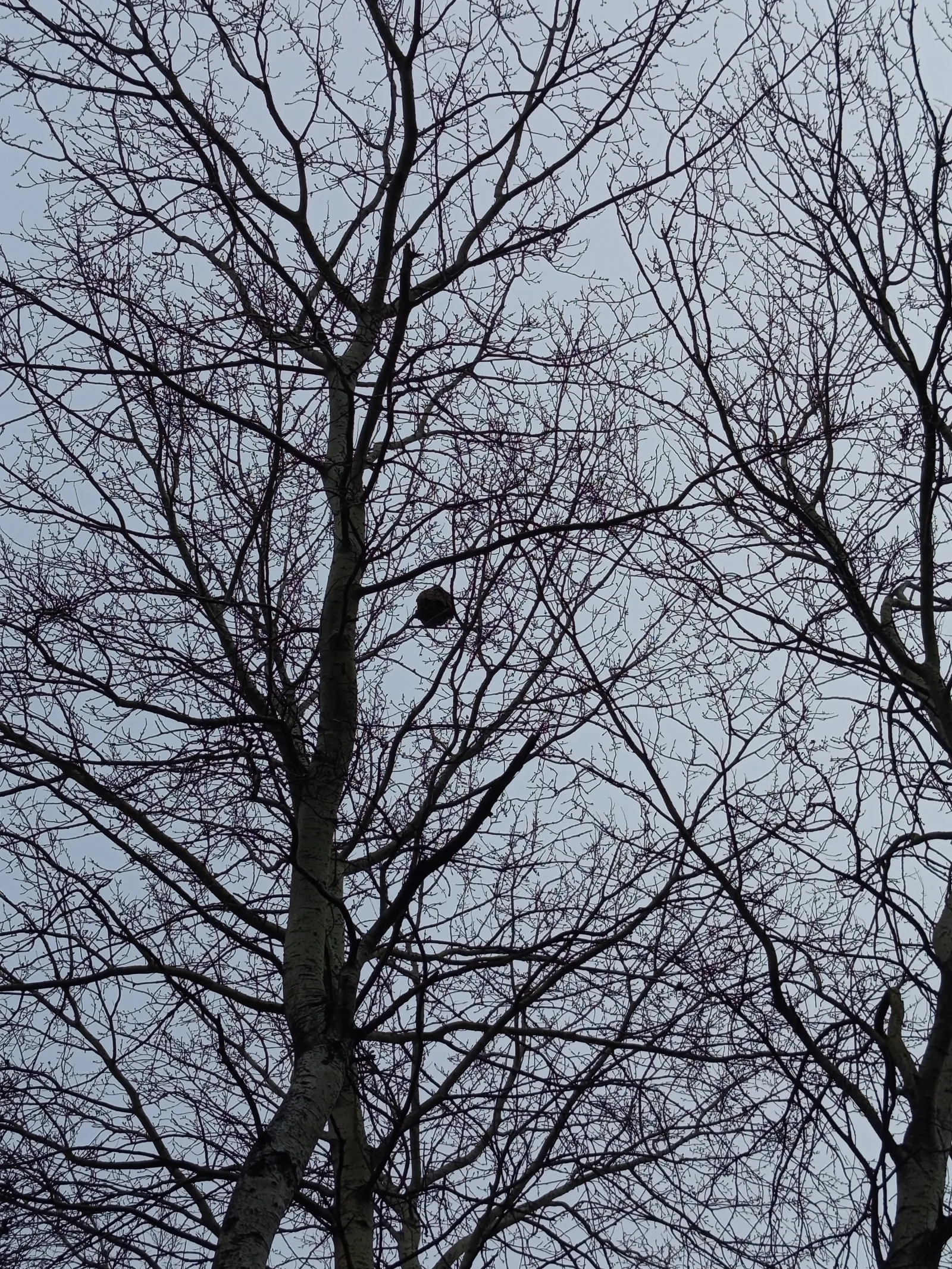 Photo du nid de frelon asiatique signalé à Beautheil-Saints