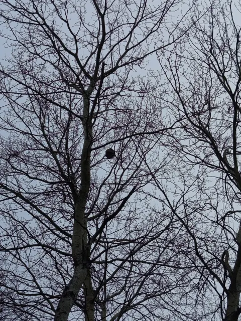 Nid de frelon asiatique à Beautheil-Saints (77) — Confirmé