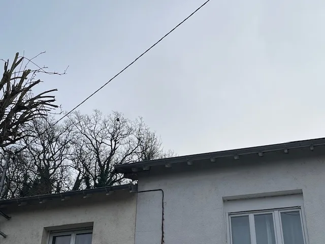 Photo du nid de frelon asiatique signalé à Buxerolles