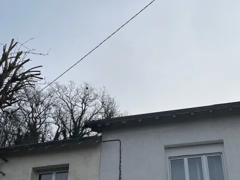 Nid de frelon asiatique à Buxerolles (86) — Confirmé