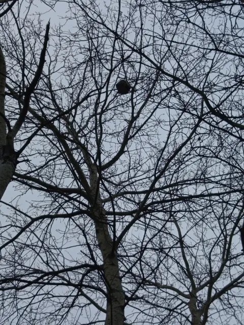 Nid de frelon asiatique à Beautheil-Saints (77) — Confirmé