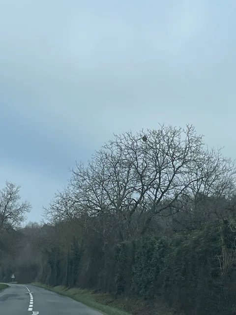 Photo du nid de frelon asiatique signalé à Chasseneuil-du-Poitou