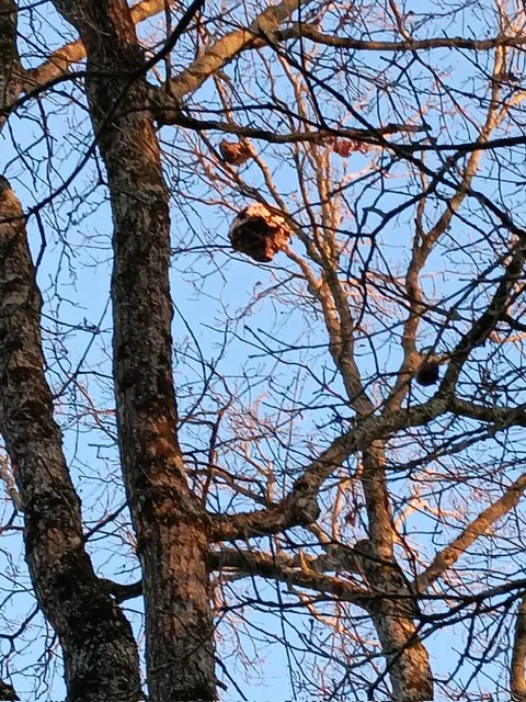 Photo du nid de frelon asiatique signalé à Angers
