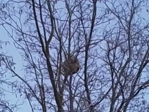 Nid de frelon asiatique à Perthes (77) — Confirmé